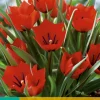 7 tulipa red hunter