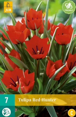 7 tulipa red hunter