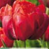 5 tulipa red princess