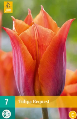 7 tulipa request