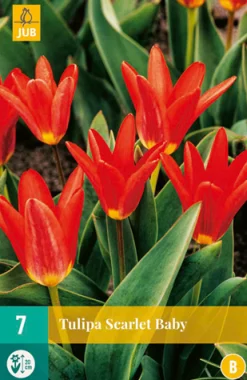 7 tulipa scarlet baby