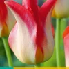 5 tulipa strawberry romanoff