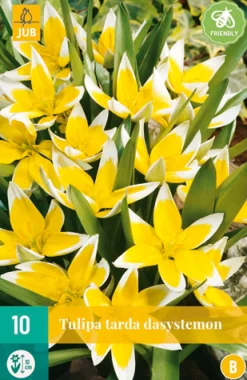10 tulipa tarda