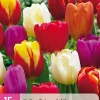 15 tulipa triumph mix