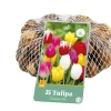 35 tulipa triumph mix
