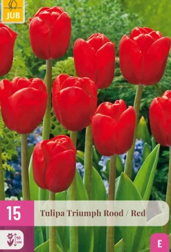 15 tulipa triumph rood