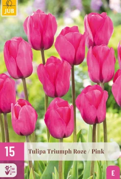 15 tulipa triumph roze