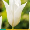 7 tulipa white triumphator