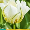 7 tulipa white valley