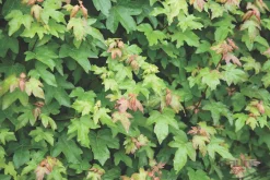 Acer campestre blote wortel 80/100 cm