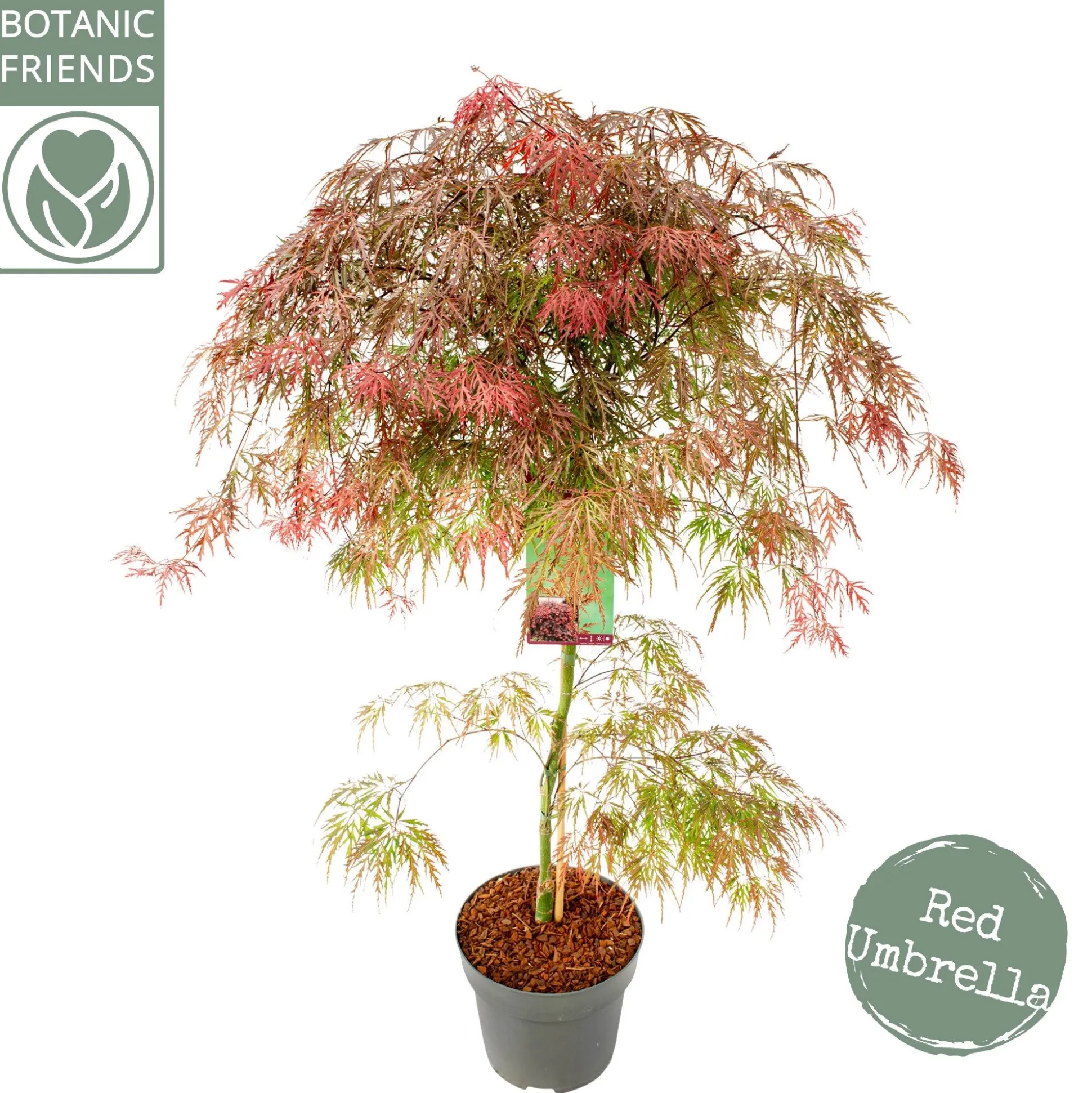 Acer palmatum Garnet ( Japanse esdoorn Garnet )
