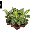 Aglaonema Lemon Mint
