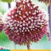 Allium red mohican 2st