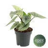 Alocasia Platinum
