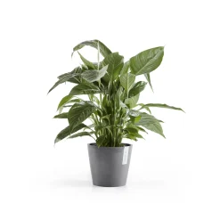 Amsterdam 20cm grijs met waterreservoir