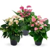 Anthurium 3 color mix