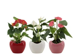 Anthurium in sierpot
