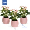 Anthurium in sierpot met waterbuffer