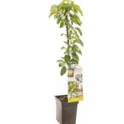 Appelboom domestica bolero zuilvorm