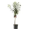 Appelboom malus domestica zoete ermgaard laagstam