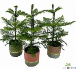 Araucaria in keramiek