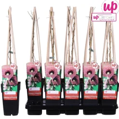 Aristolochia macrophylla