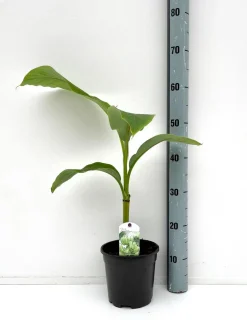 Bananenplant Musa Basjoo
