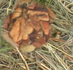 Berghooi met appel 500 gr.