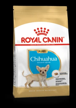 Bhn chihuahua puppy 500g