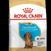 Bhn dachshund puppy 1.5kg