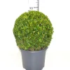 Buxus bol in grijze decopot p26 h45