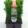 Buxus sempervirens 6-pack p9 h15