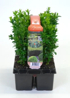 Buxus sempervirens 6-pack p9 h15