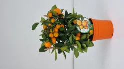 Calamondino spalliera