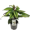 Calathea maj princeps p14 h45