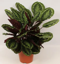 Calathea Medallion (Pauwenplant)