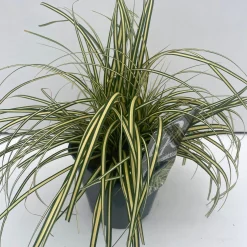 Carex hachijoensis Evergold ( Bontbladige Zegge )