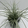 Carex oshimensis Everest