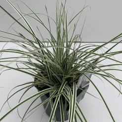 Carex oshimensis Everest