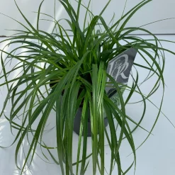 Carex oshimensis Evergreen ( Zegge )