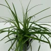 Carex oshimensis Everlime ( Zegge )