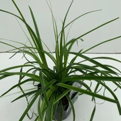 Carex oshimensis Everlime ( Zegge )