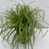 Carex oshimensis Eversheen ( Zegge )