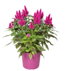 Celosia deep purple p19 h40