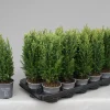 Chamaecyparis lawsoniana Snow White
