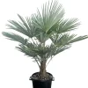 Chinese Waaierpalm