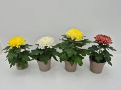 Chrysanthemum uniflor