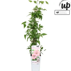 Clematis Samaritan Jo