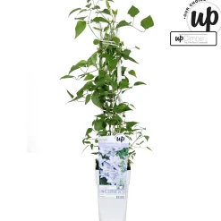 Clematis Tranquilite