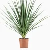 Cordyline p29